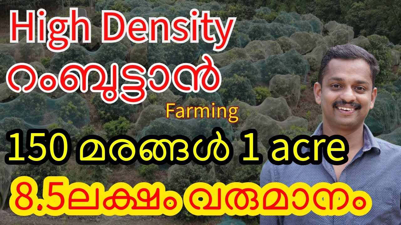 high density rambutan farming  #high density fruit farming #rambutan high density cultivation  #kl06