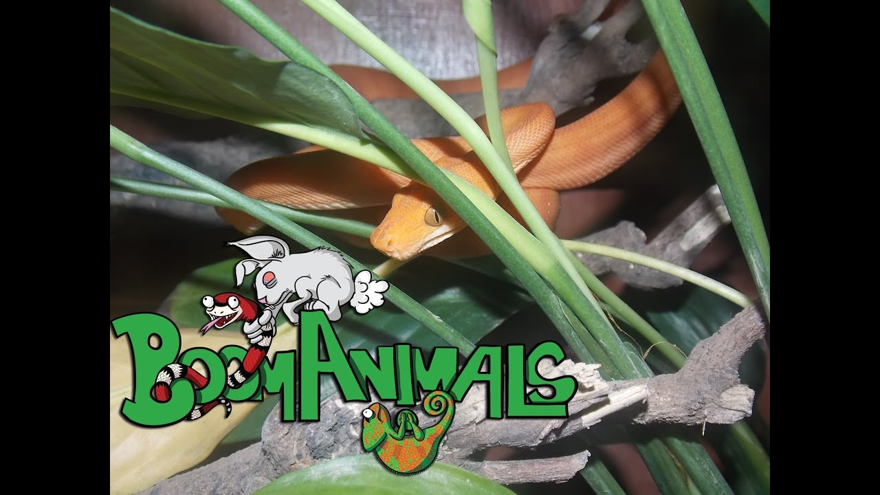 Suaçubóia (Corallus hortulanus): Terrário