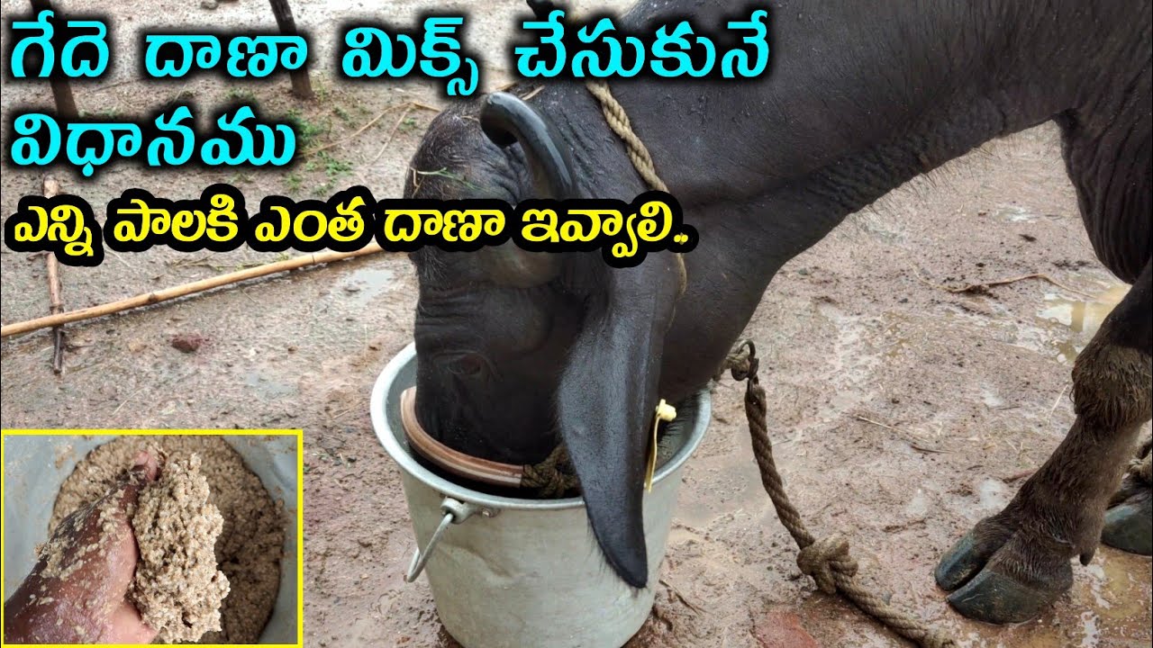 How to prepare Buffalo's feed in low cost | @youngfarmeratoztelugu