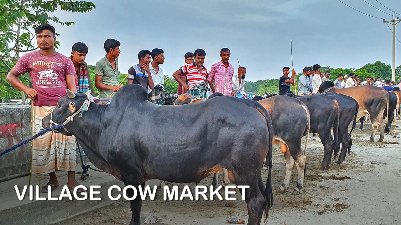 Huge Village Cattle Market | Eid Cow Bazar 2019 | Bangladesh