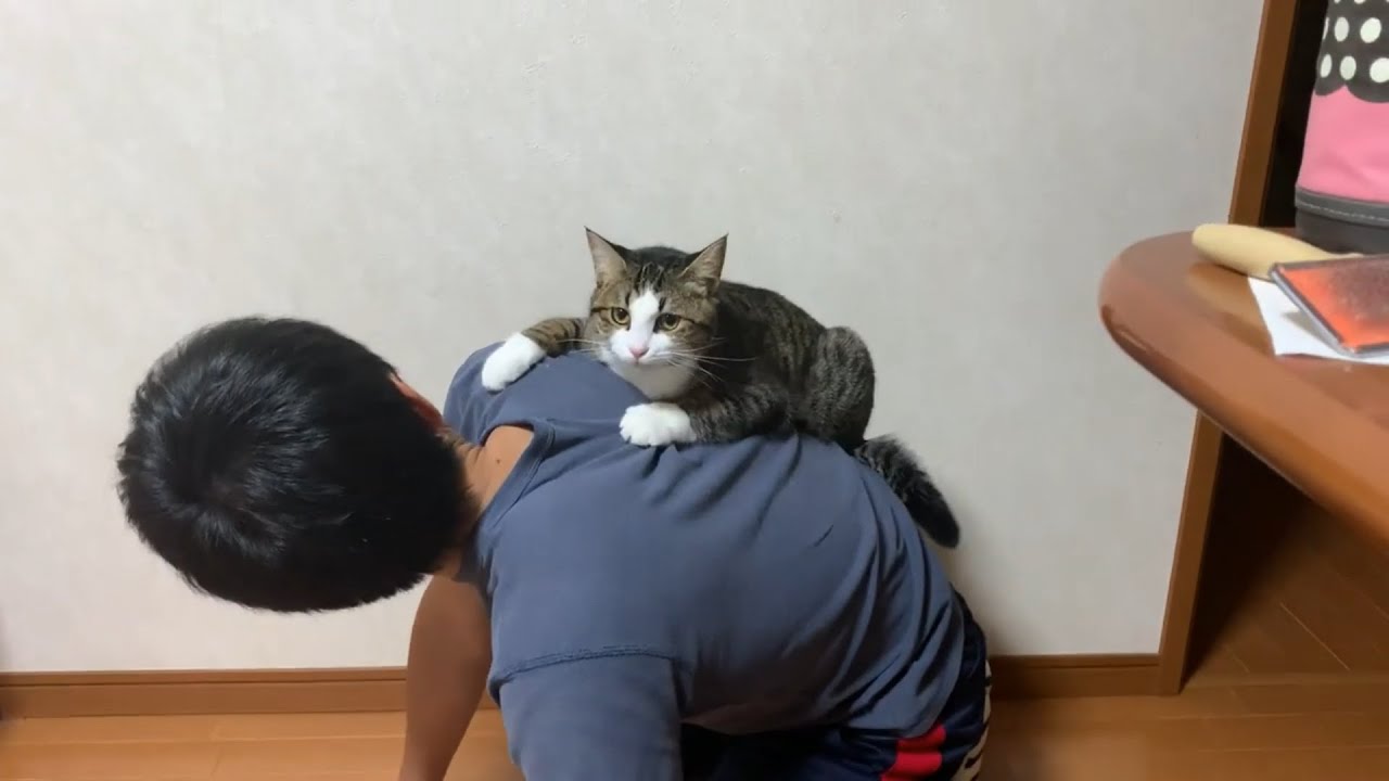 お父さんに甘えすぎる猫が超かわいい