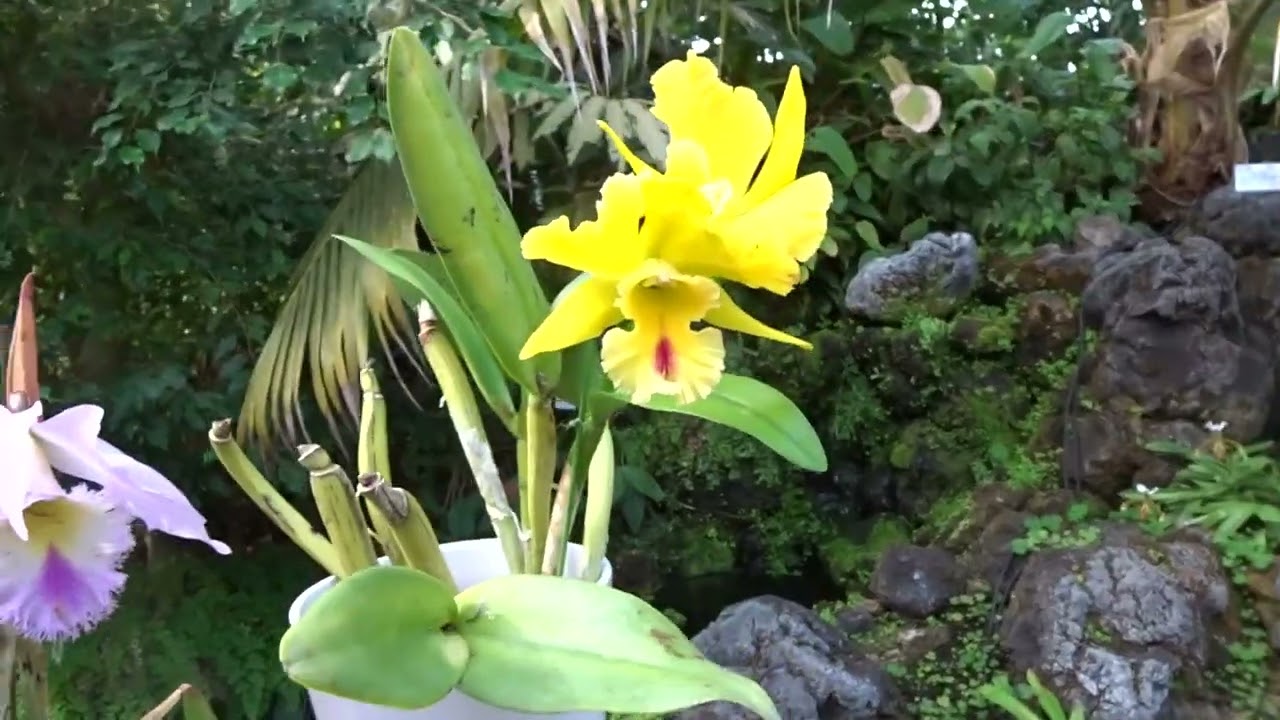 京都府立植物園ｾﾂﾌﾞﾝｿｳ令和８年２月０６日（金）その５５ムービーショー