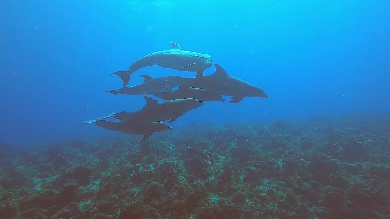 SCUBA Diving the area off of Seven Mile Beach, Negril, Jamaica, 2022