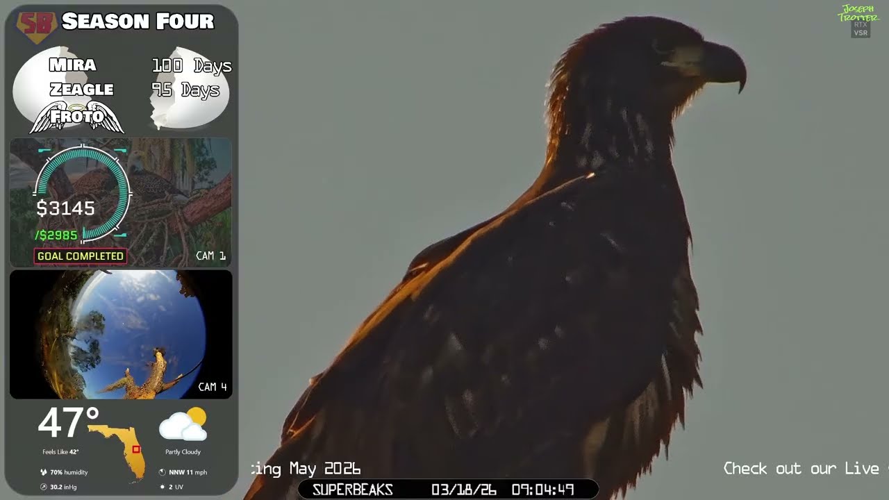 🦅Yesterday at SuperBeaks | Mar 18, 2026 - Zeagle's afternoon on the nest?👀Many nest visits today.💕