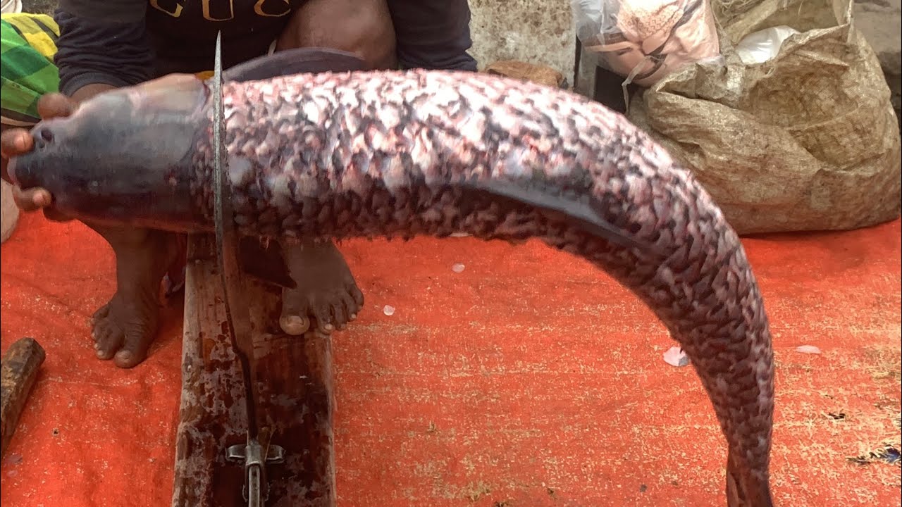 I never seen ll amazing big Gresscarp fish cutting live skills by fiah market 
