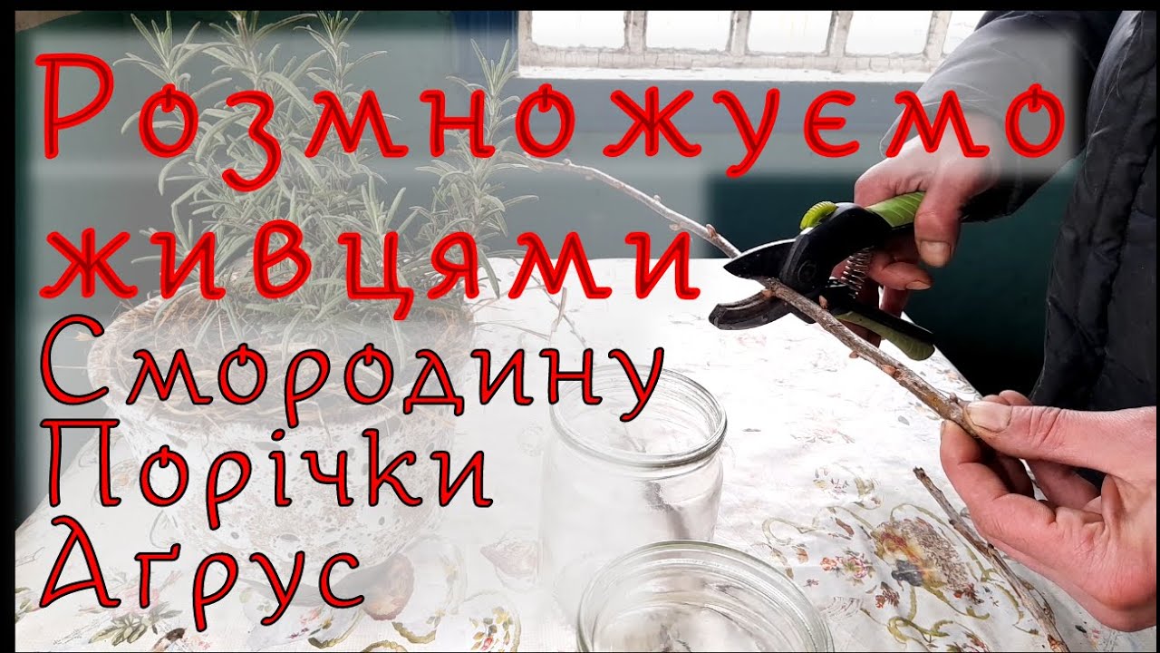 🌱Як ми розмножуємо живцями смородину, порічки, аґрус.🌱