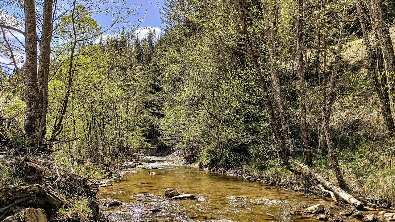 In sfarsit la PASTRAV! Am PESCUIT pe un rau de munte in aprilie 2024 [Wild Trout Fishing]