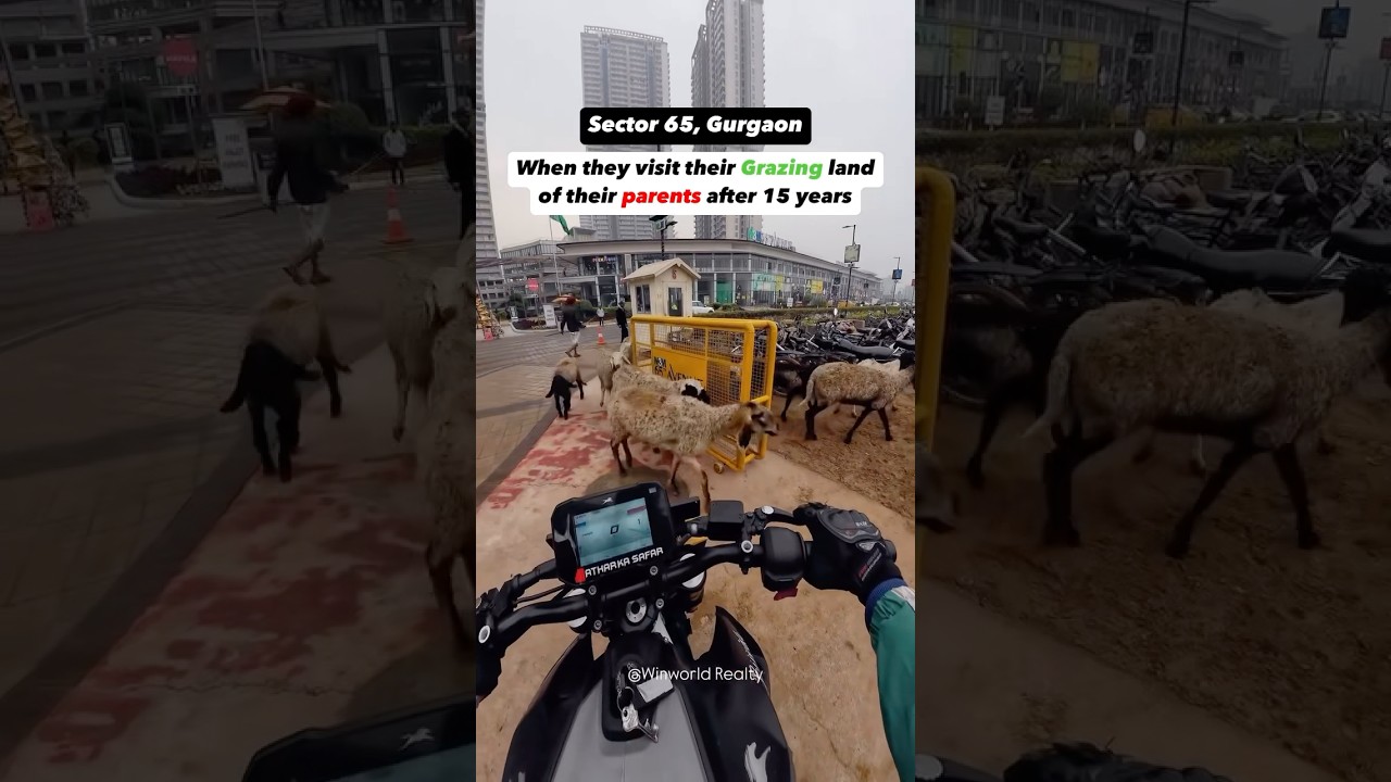 Even Goats of Gurgaon Hangout In Malls #gurgaon #gurugram #gurgaonlife #gurgaoncity