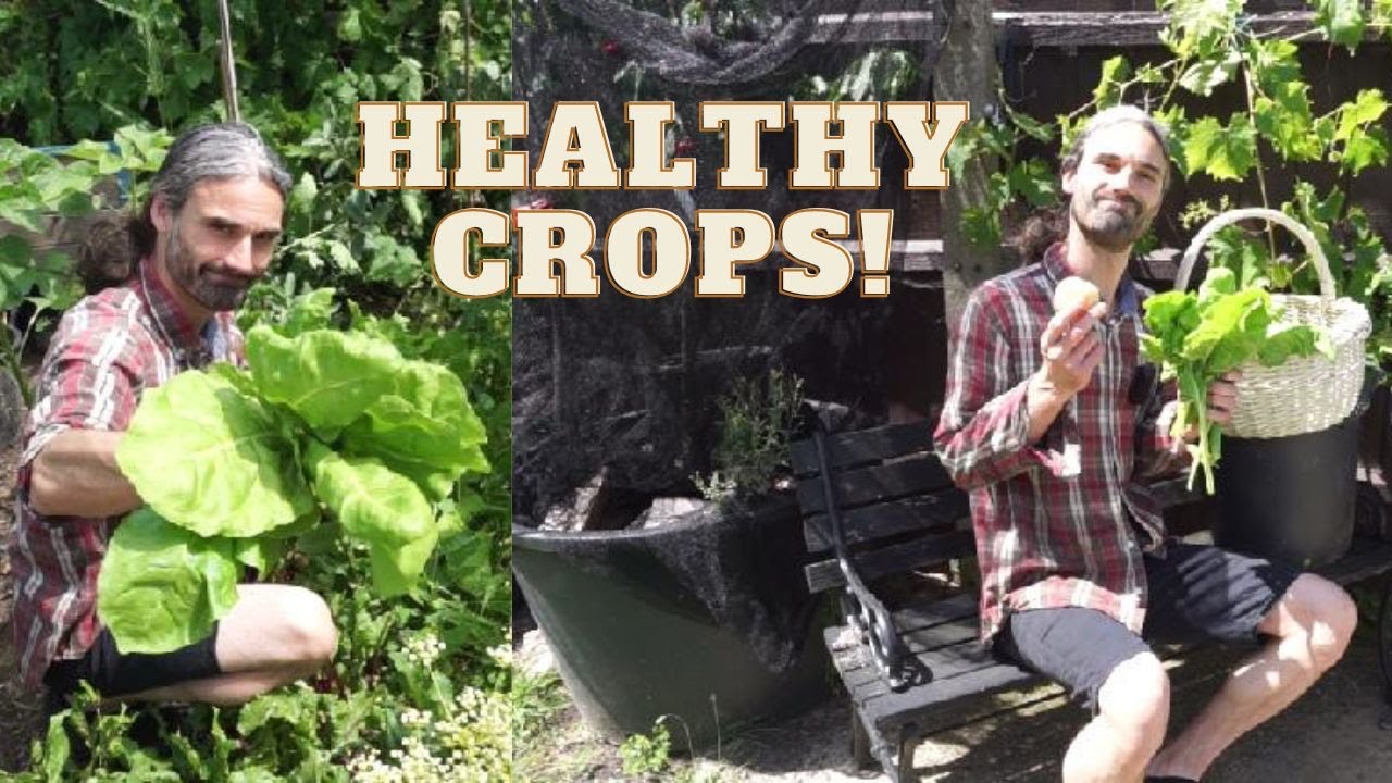 Grow Your Own Healthy Crops On Your Homestead Or Allotment Garden!