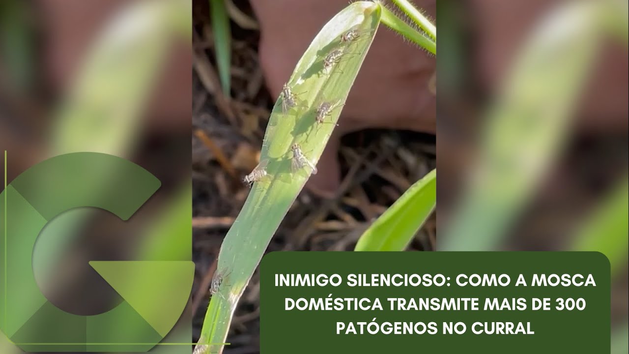 INIMIGO SILENCIOSO: COMO A MOSCA DOMÉSTICA TRANSMITE MAIS DE 300 PATÓGENOS NO CURRAL
