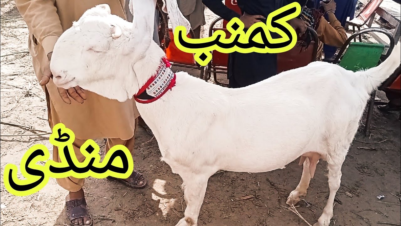 Kumb Bakra Mandi #2025 Karachi#qurbanvlogs #animals #eiduladha2025#lahore #islamicvideos
