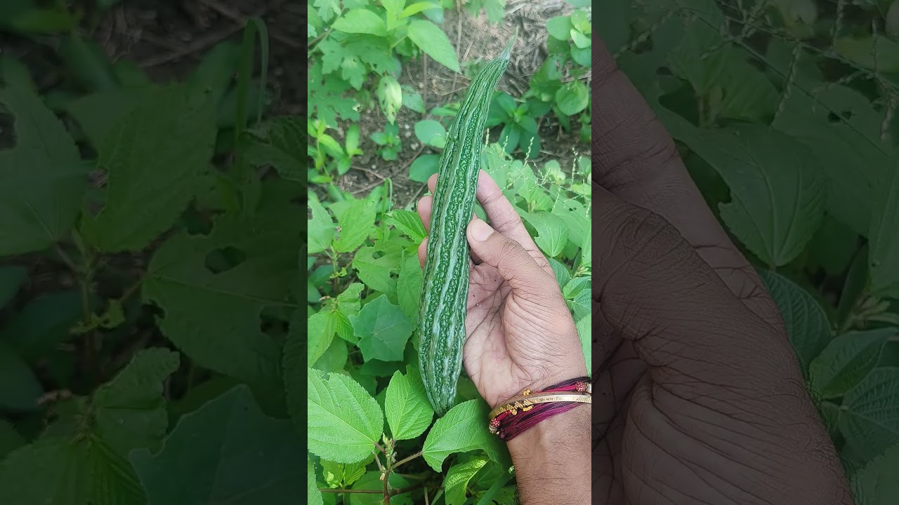 harvest fresh bitter gourd 