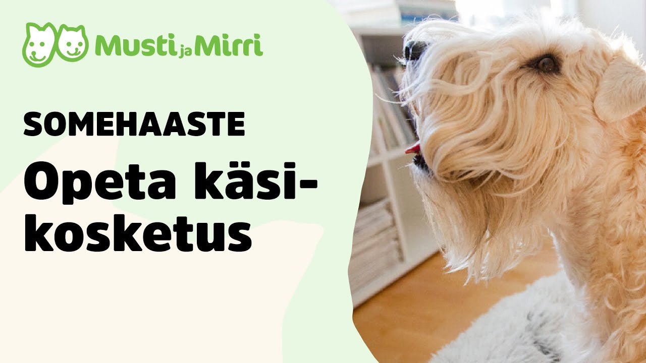 Somehaaste / Opeta koirallesi käsikosketus!