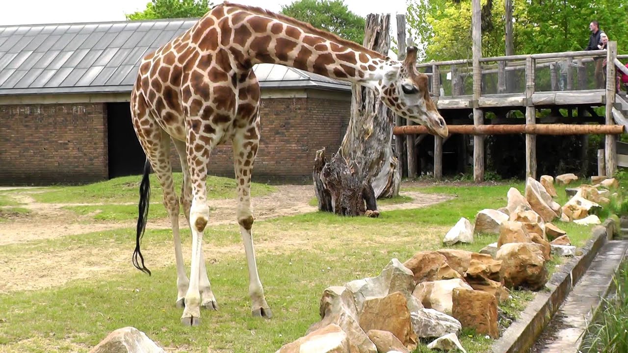 ZSL LONDON ZOO 2013