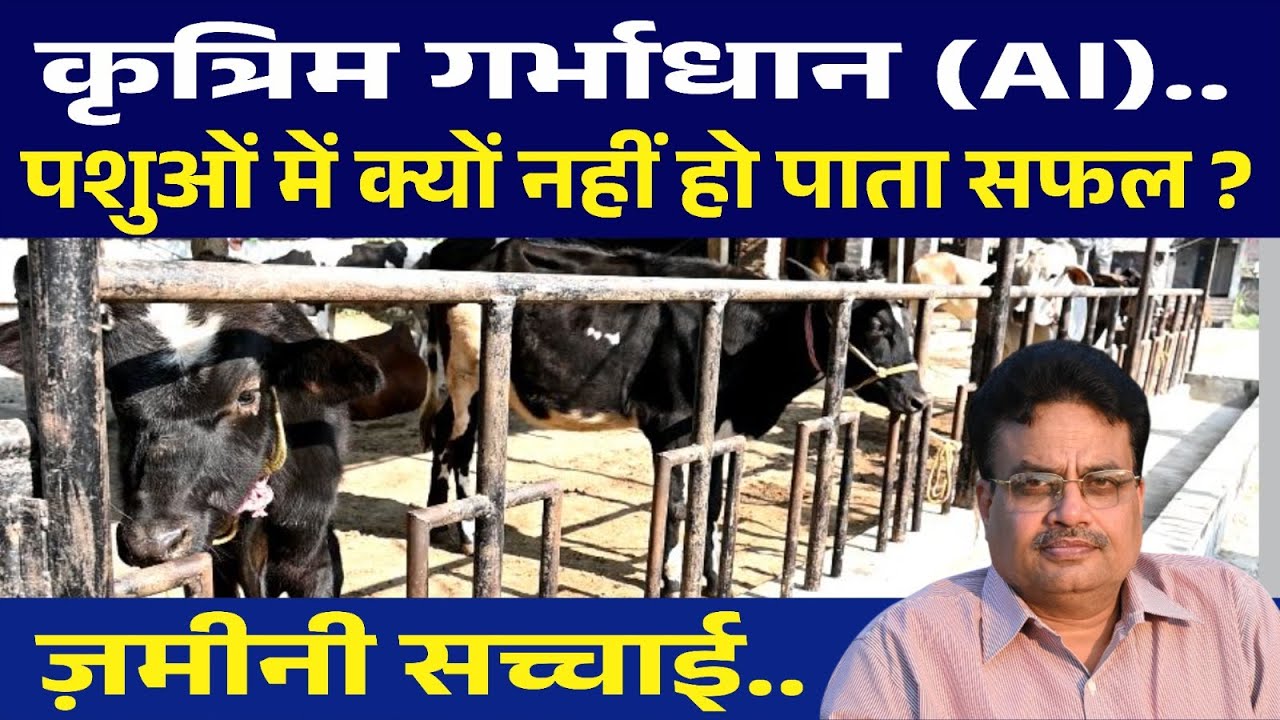 कृत्रिम गर्भाधान(आर्टिफिशल इनसेमिनेशन) पशुओं में सफल क्यों नहीं? #ai #artificialinsemination #dairy