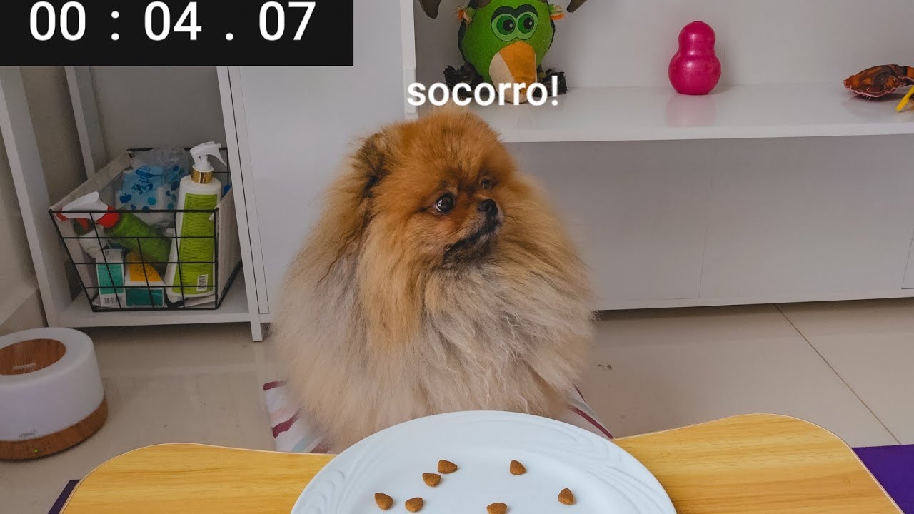 Testei a obediência do meu Spitz Alemão