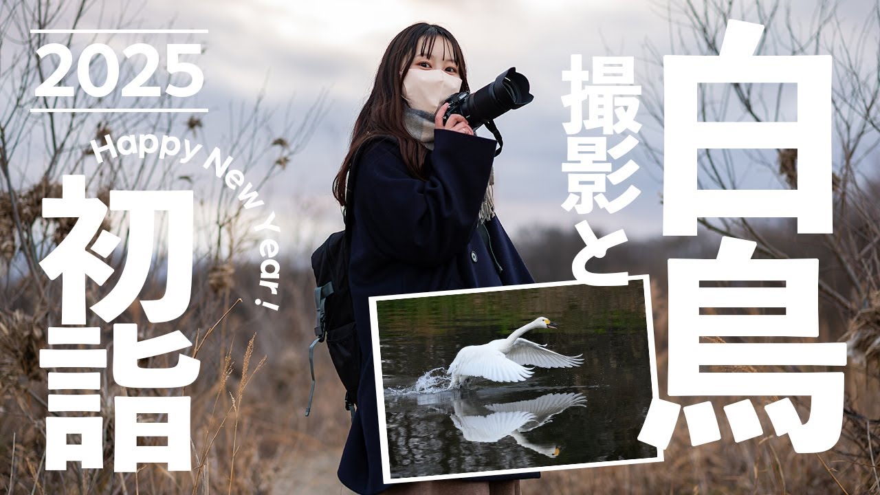 【作例紹介】 Nikon Zfcで白鳥撮影