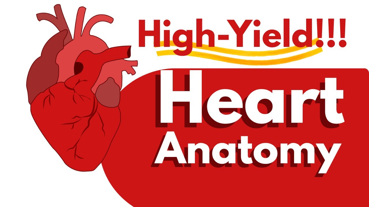 Heart Anatomy: in 8-Minute Masterclass | USMLE High-Yeild Review!!! | with clinical Associations