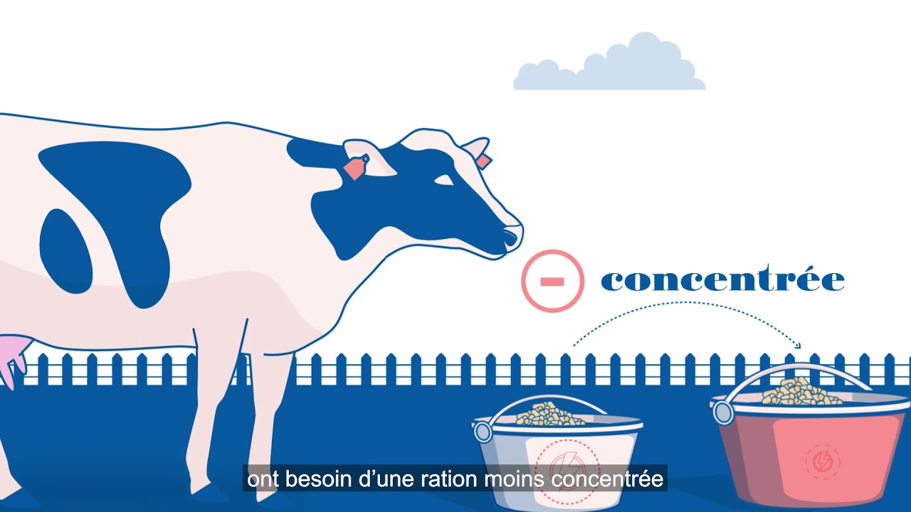 Quelle ration distribuer aux vaches taries ?