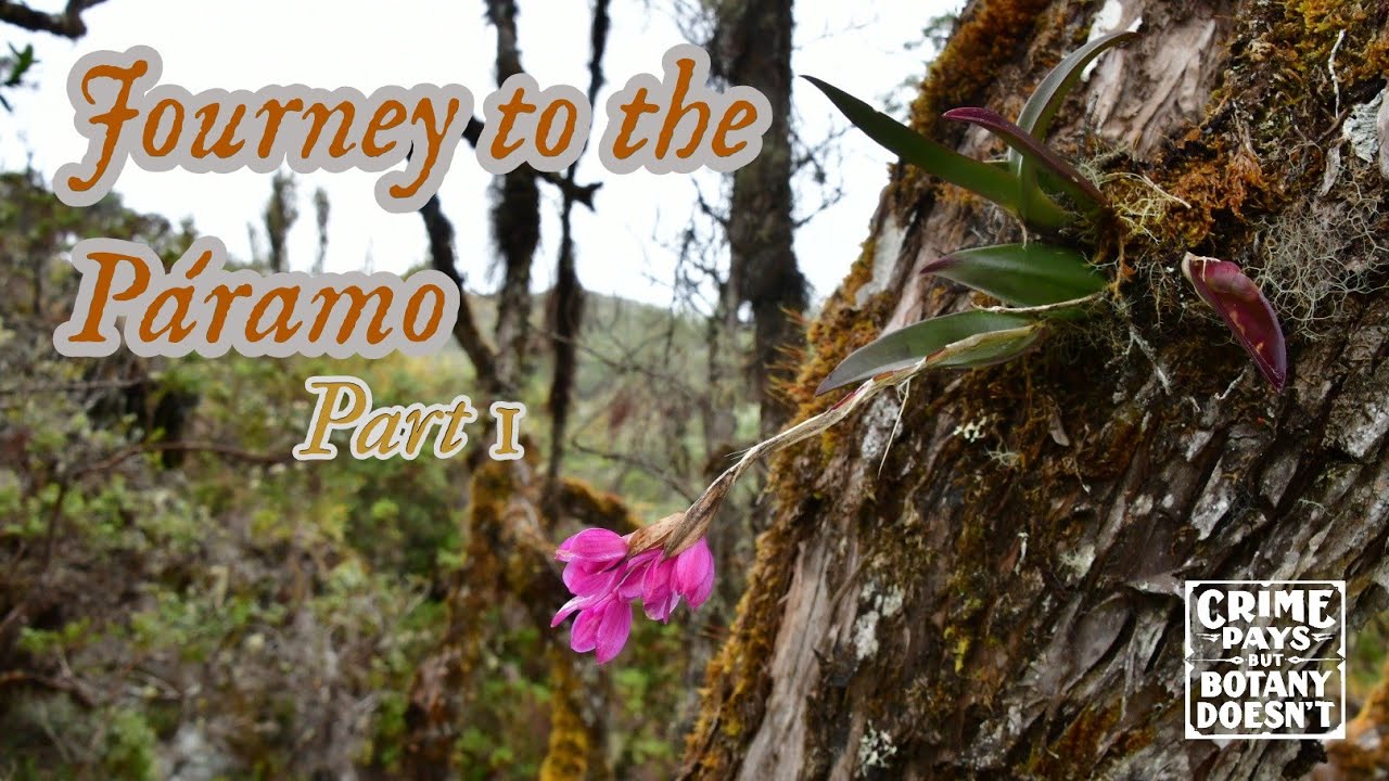 Costa Rica :  Journey to the P&aacute;ramo Part 1