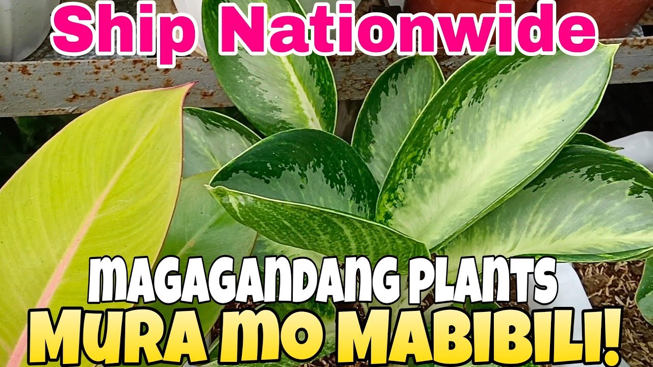 Assorted Plants ni Ate Jelly Mura Mabibili! #plants #garden #vlog #sale #houseplants #philo #aglao