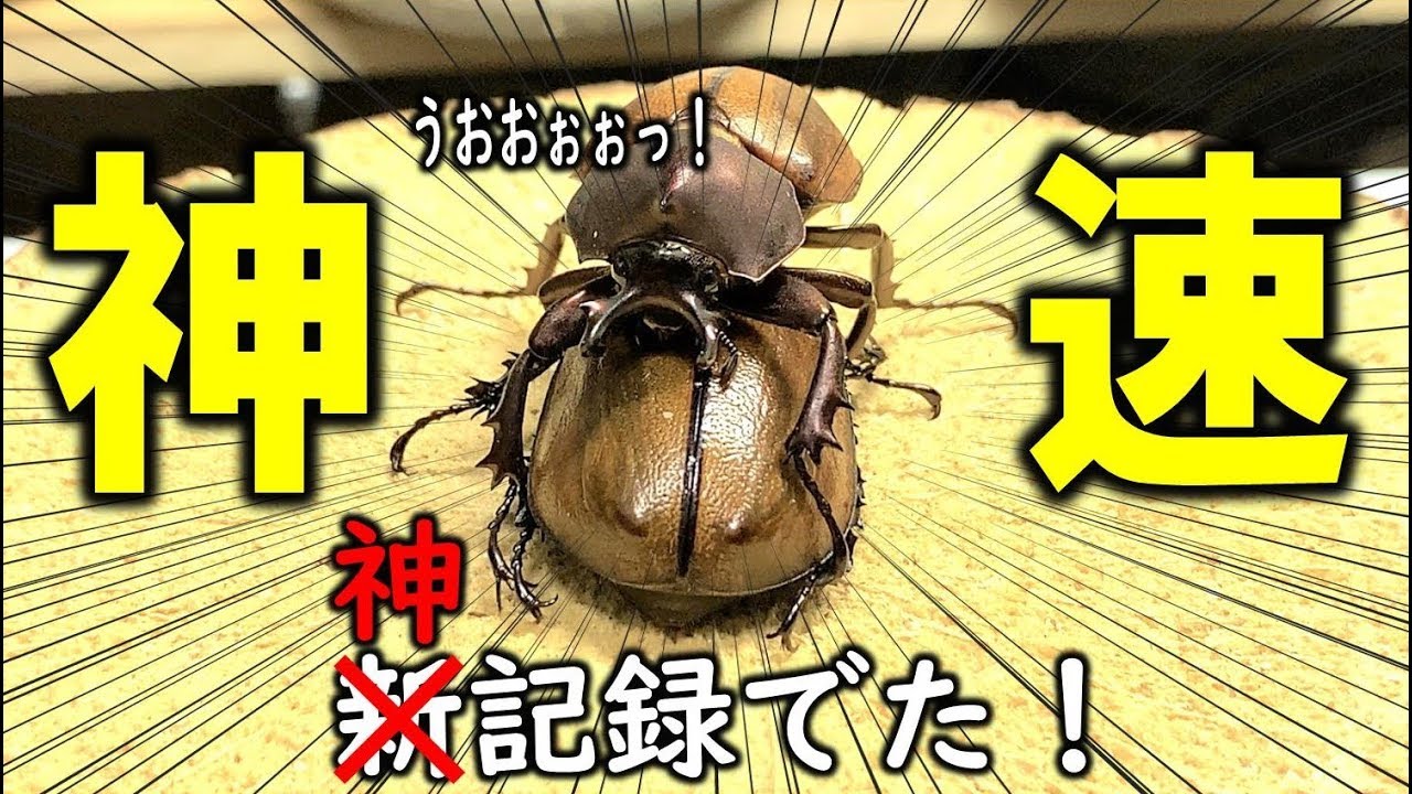 カブトムシのペアリングを眺めていたらとんでもないことに…´・ω・｀　カブトムシ＋クワガタ（くろねこチャンネル）