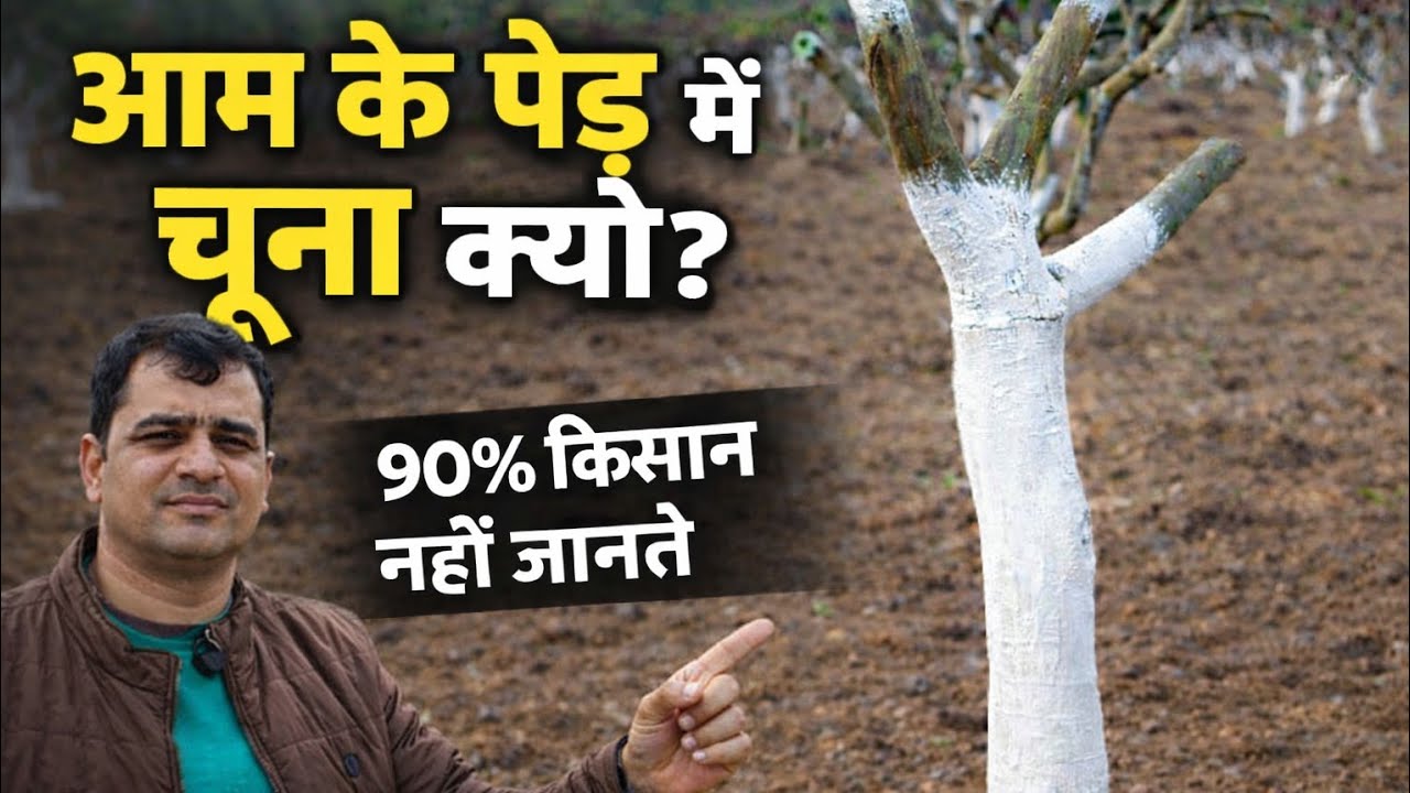 Mango Tree 🌳Care Tips🥭आम के पेड़ पर चूना लगाने के फायदे | Mango Farming Secrets🌱