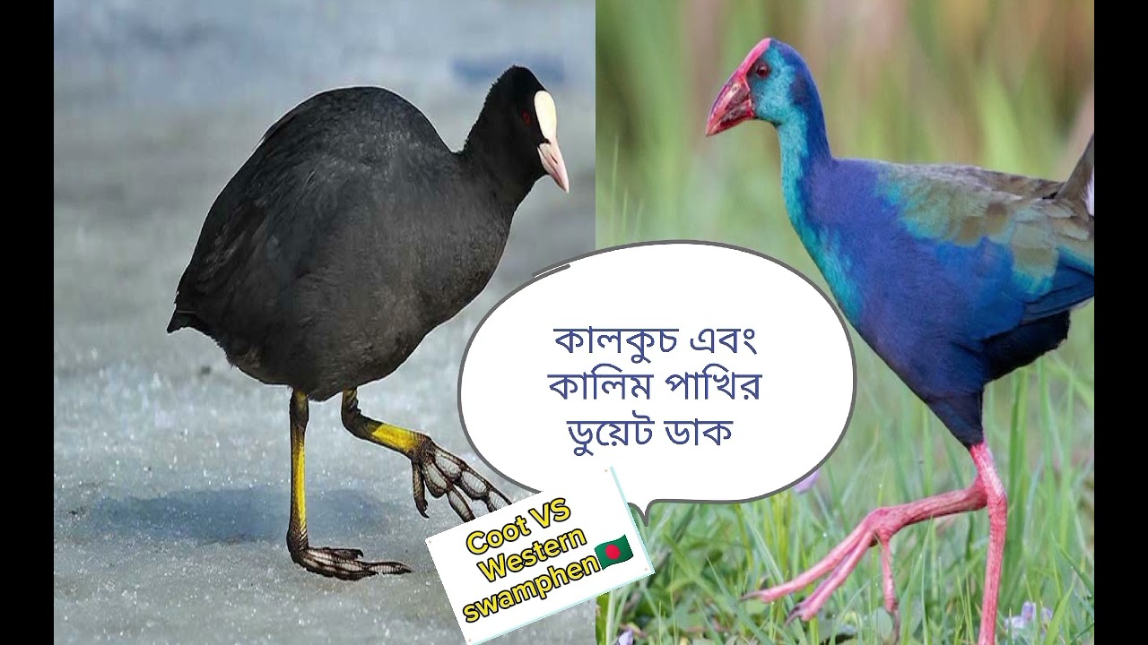 কালকুচ এবং কালিম পাখির ডুয়েট মিক্সার ডাক 2024 / Coot VS Western Swamphen Call Bird Sound Mp3