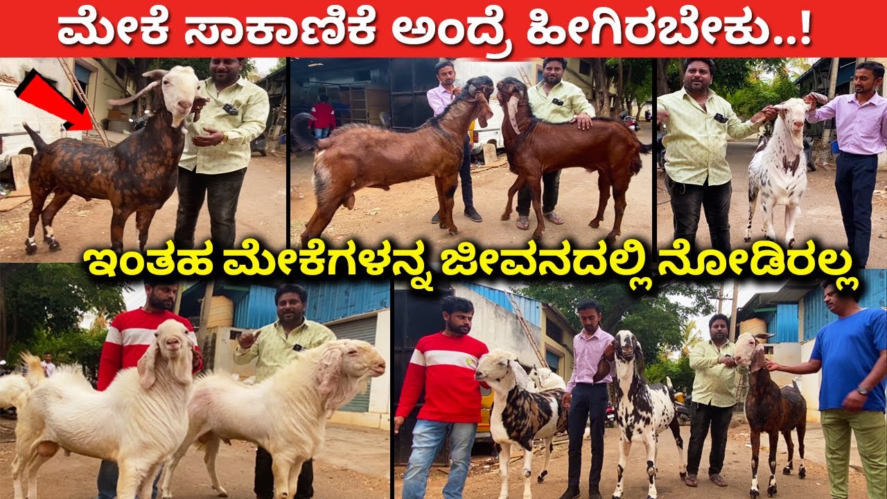 ಅಬ್ಬಾ ಧೈತ್ಯಾಕಾರ ಹಿಡಿಯಕ್ಕೆ 4 ಜನ ಬೇಕು | Modern goat sheep farming in Bangalore Karnataka meke sakanike