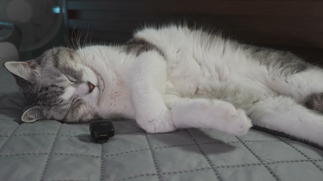 고양이 132