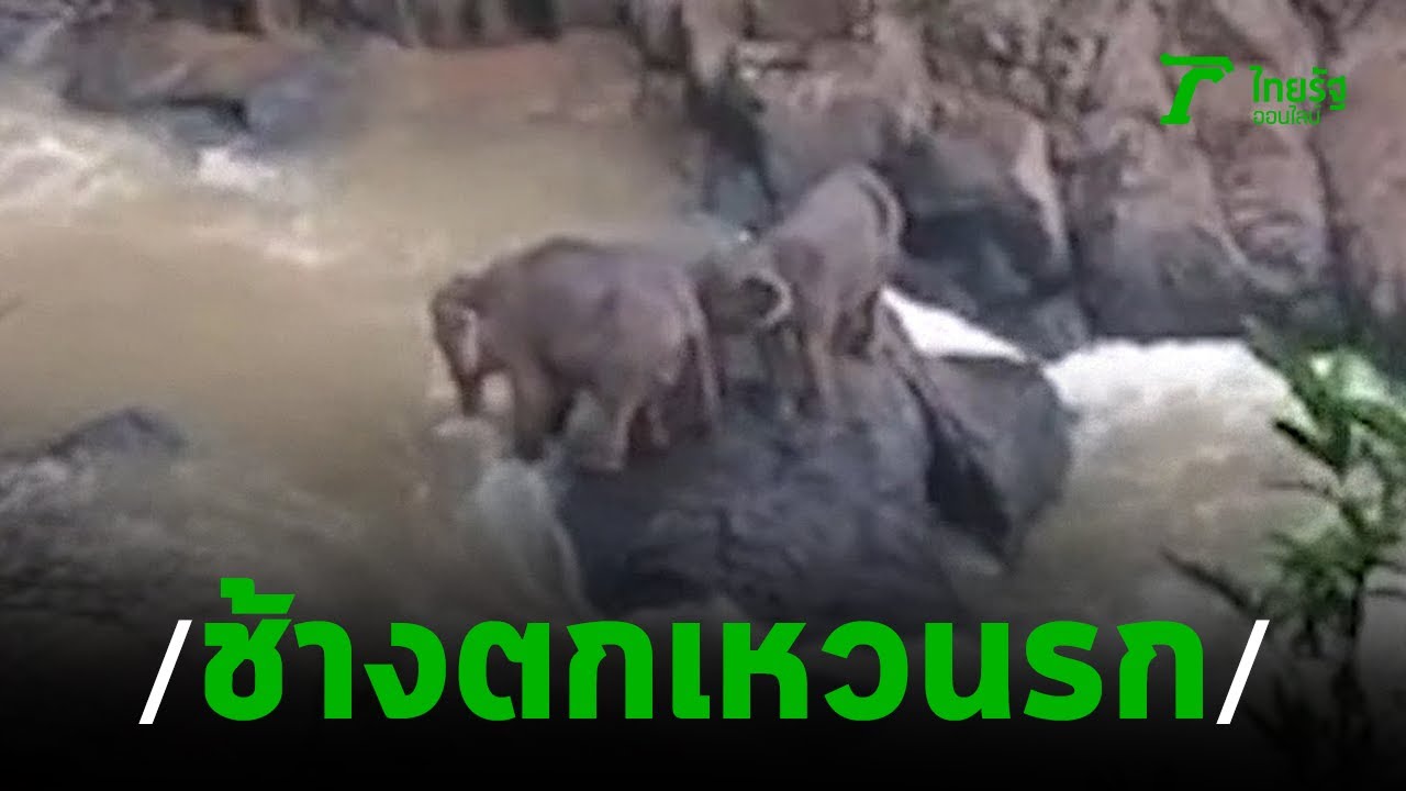 ช้างป่าตกเหวนรกเขาใหญ่ ตาย 6 ตัว | 06-10-62 | ข่าวเช้าไทยรัฐ เสาร์-อาทิตย์