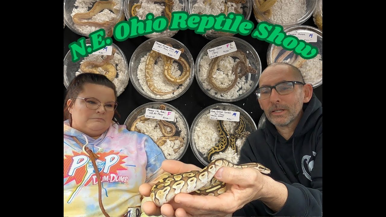 Snakes, Snakes, Snakes!! at the N.E. Ohio Reptile Show! ~Metroplex Expo Center~ Girard, Ohio