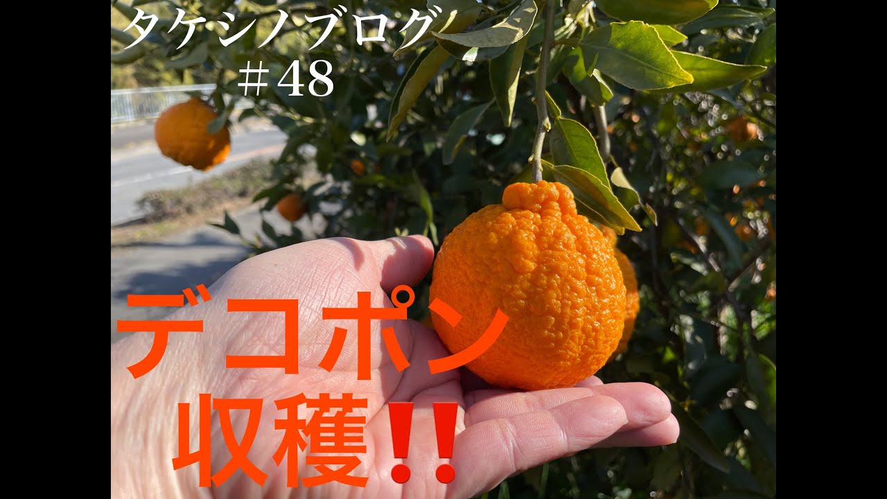 【農log 48】 みかん畑、デコポン（不知火）の収穫作業‼︎ R5.2.4 #週末農業  #柑橘  #デコポン #収穫