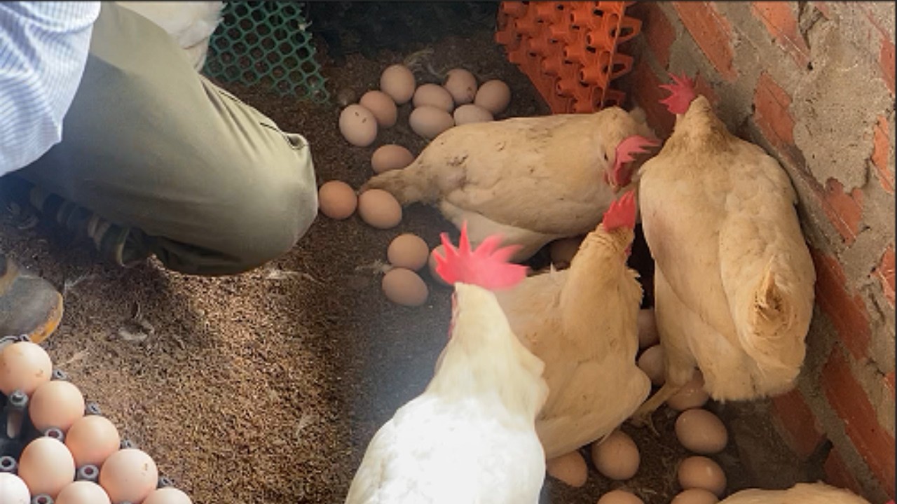 Collecting Fresh Eggs from the Chicken Coop | Daily Chicken Farm Egg Harvest.