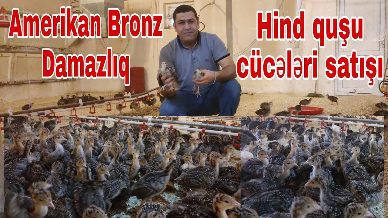 Amerikan Bronz Damazlıq hind quşu cücəsi