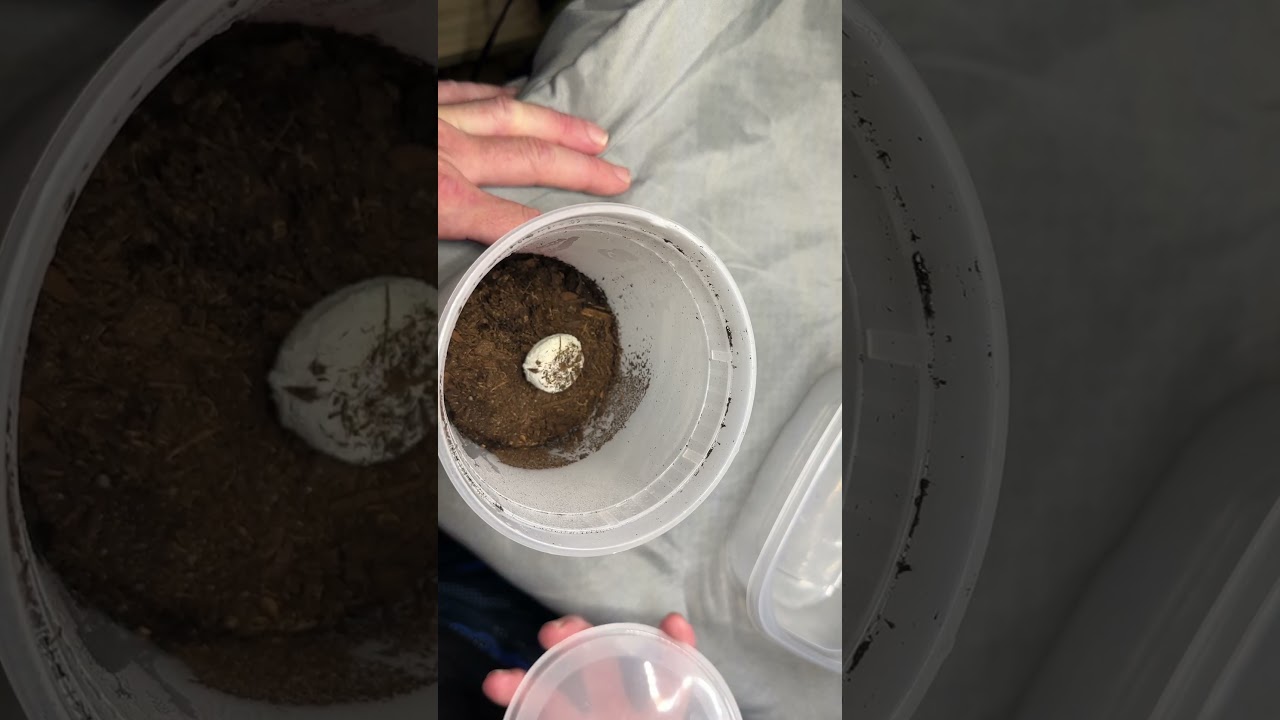 OUR FIRST EVER TARANTULA EGGSAC! 