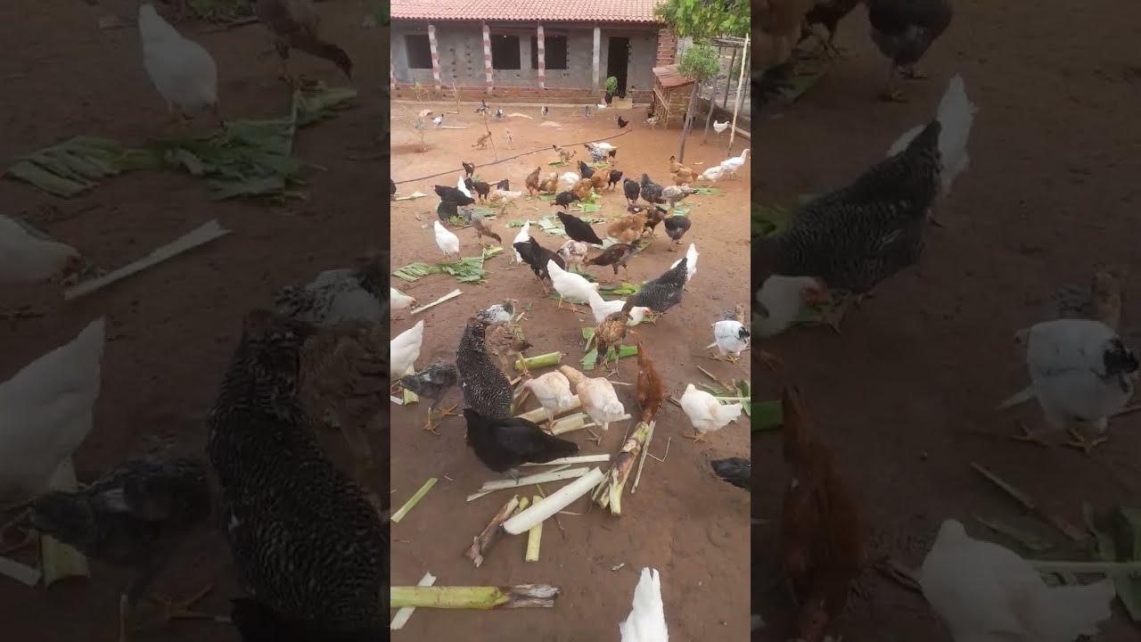 MOSTRANDO MINHAS GALINHAS NA GRANJA NOVA CONQUISTA 🐤🐓🐔