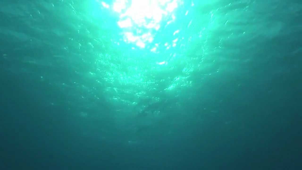 Seldom seen... the elusive Thresure shark filmed in HD at the Brothers Egypt