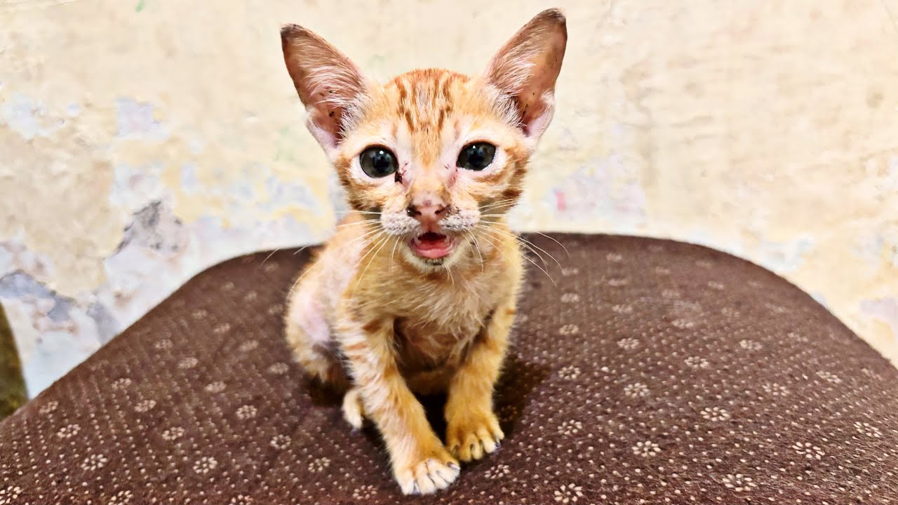 Kucing Lucu Bermain