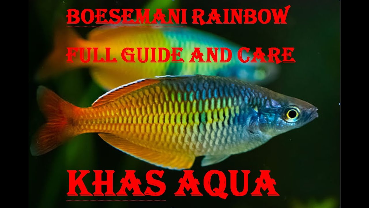how to keep boesemani rainbow fish,#complite care#food#tank setup#male&female#tank#complite guide