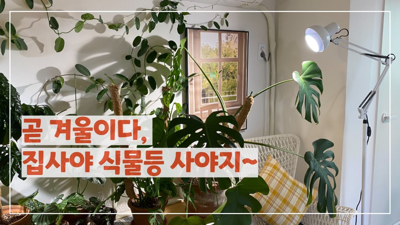 실내 정원을 위한 식물등을 추천합니다. 제가 제돈 주고 두 번이나 구매한 식물등은 무엇일까요?
