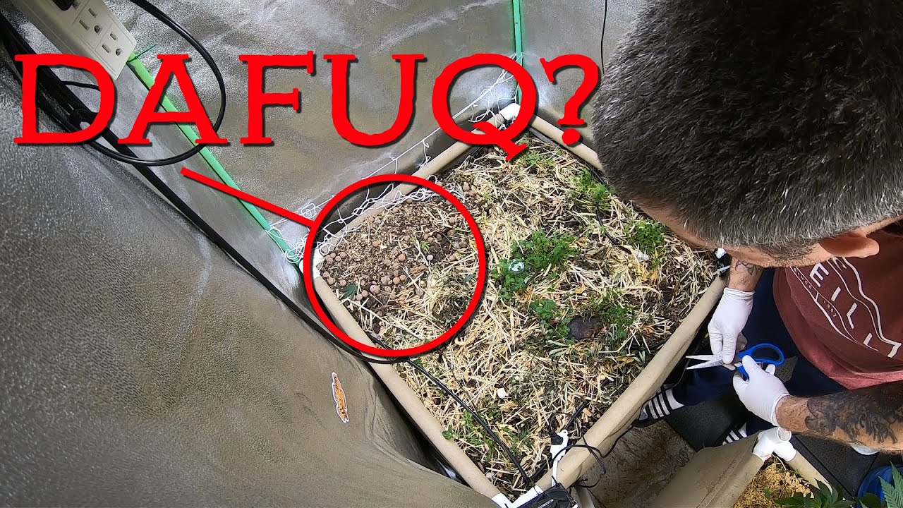 There's something living in my grow room.... Also, Critical Mass harvest.