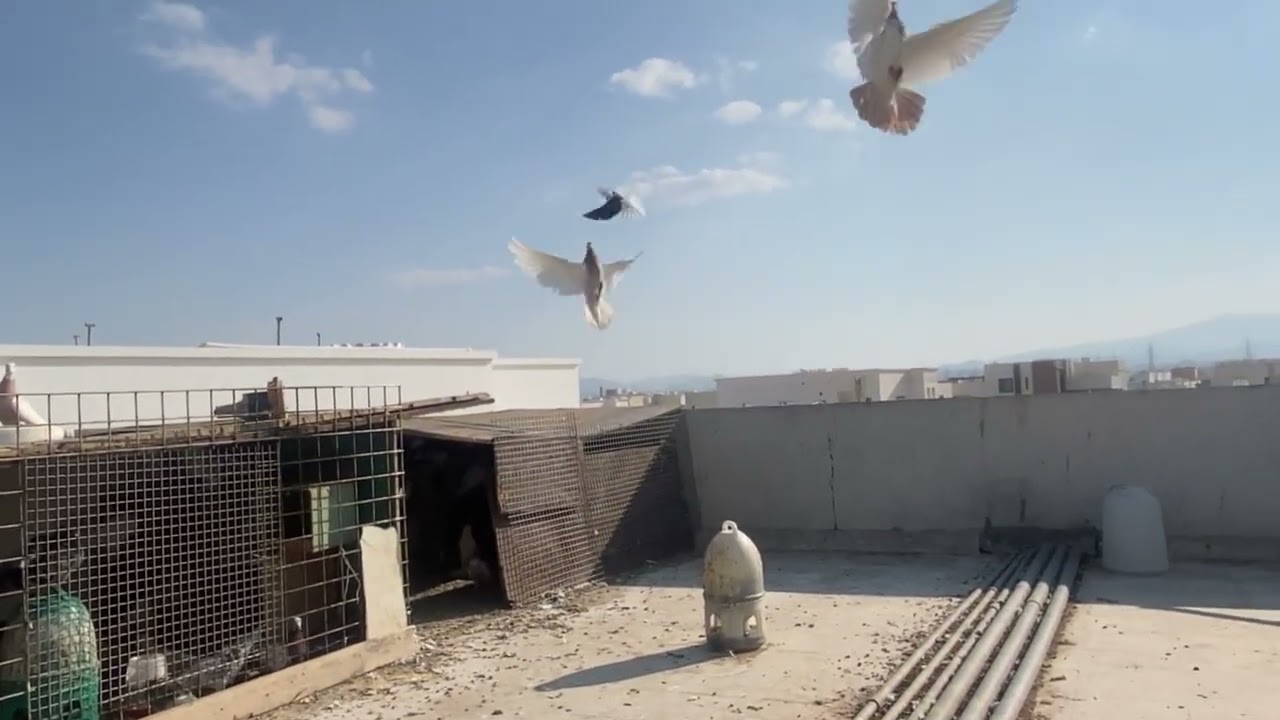 جولة عند الحمام و مطيار الحمام الباكستاني 😍