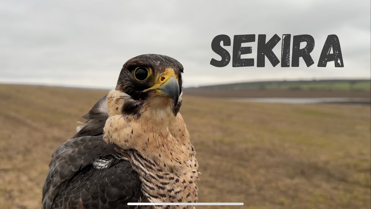 FALCONRY - 
