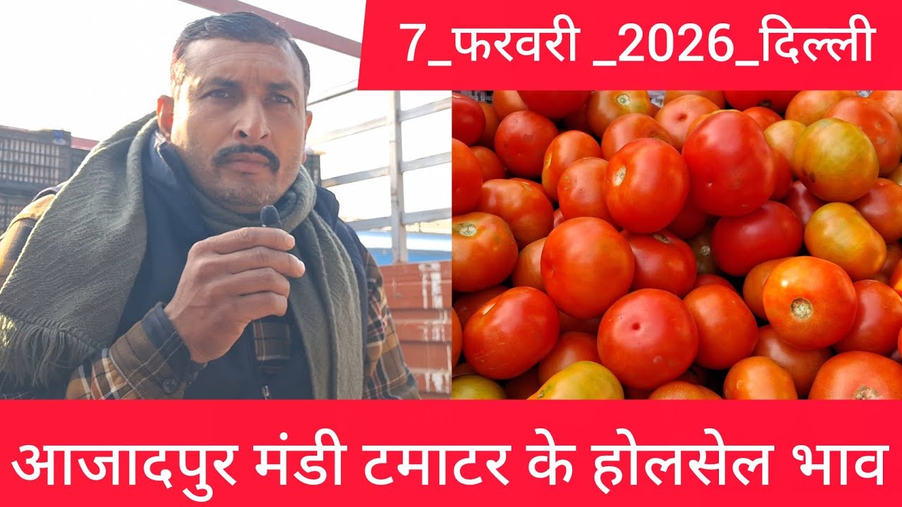 February 7, 2026 दिल्ली 🍅टमाटर के भाव azadpur Delhi mandi today #tomatomarket #delhitomatomarket