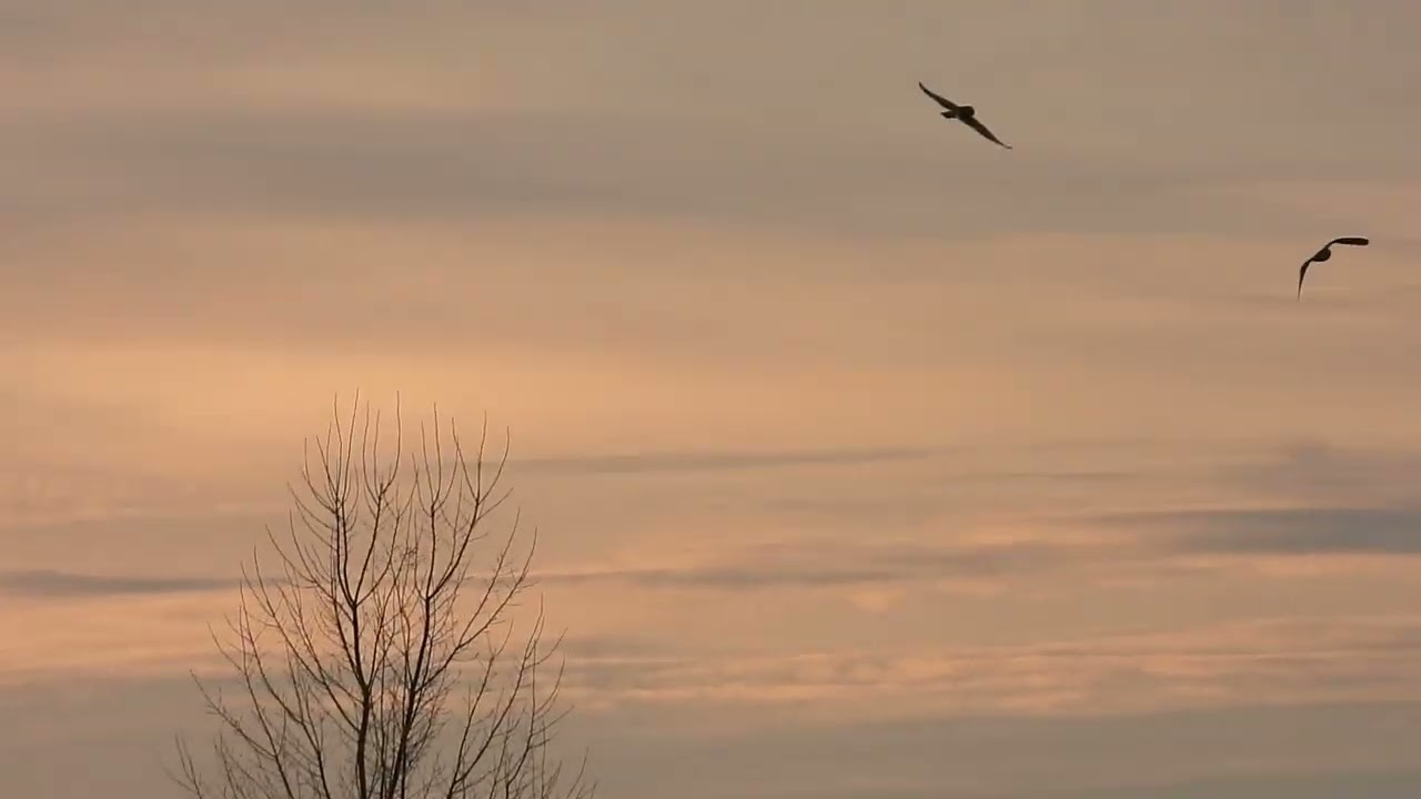 Territorial squabble Short Eared Owls & Harrier