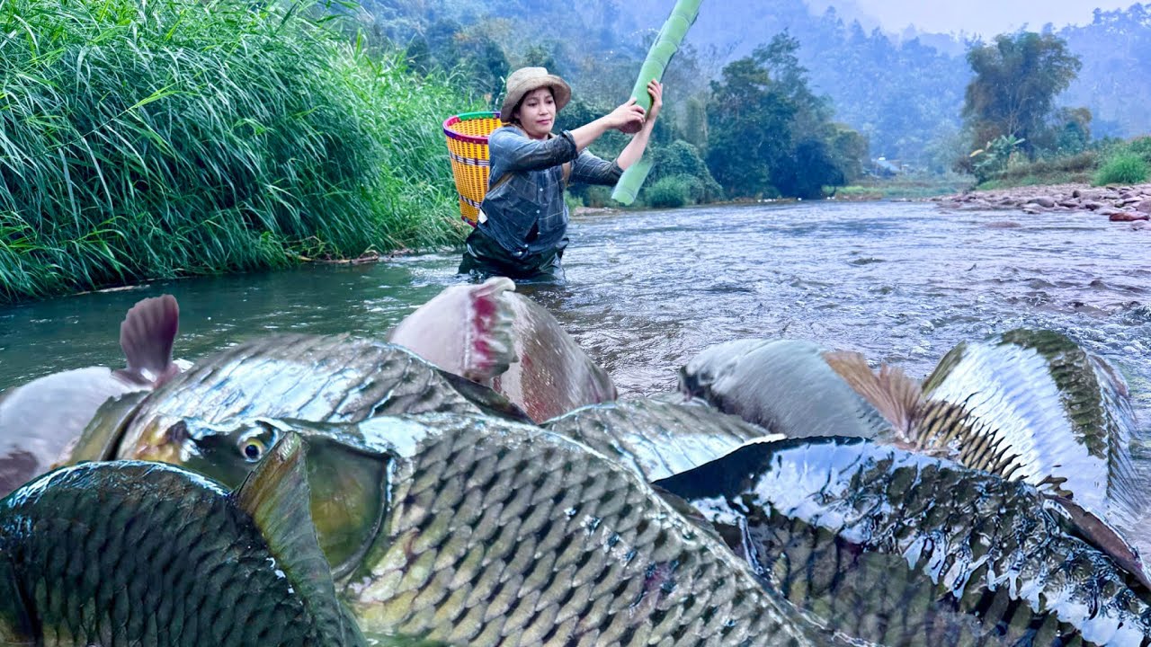 Traditional Fishing Skills - Girl dams a 300-meter stream to catch giant fish on a cold, rainy day