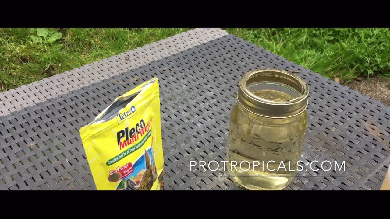 How to Cultivate Paramecium caudatum * The Easy Way *