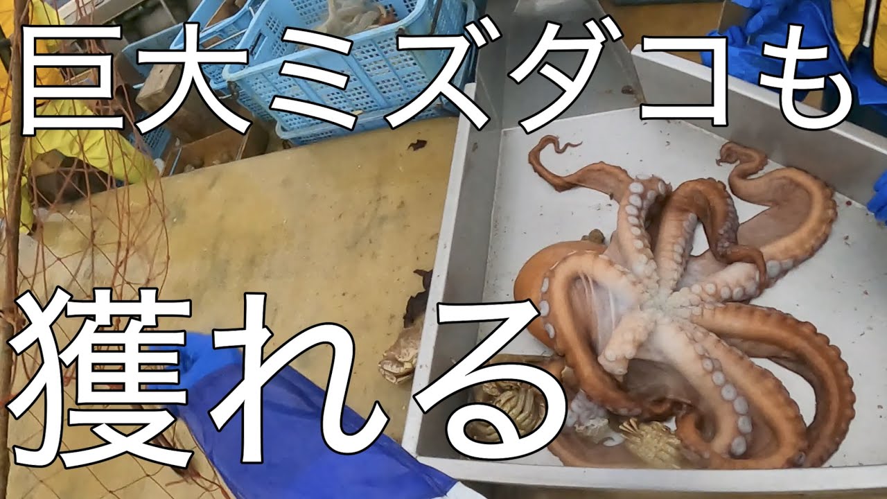 神の魚も入る混獲物大量の毛ガニかご漁