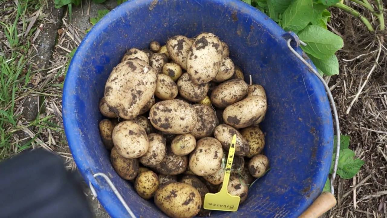 Toms Moestuin 2016 #39 : Vroege aardappelen oogsten